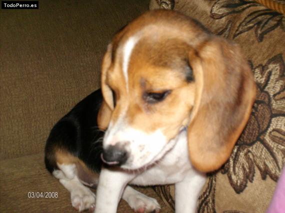 La foto del perro