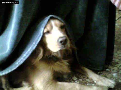 Foto del perro Jimmy