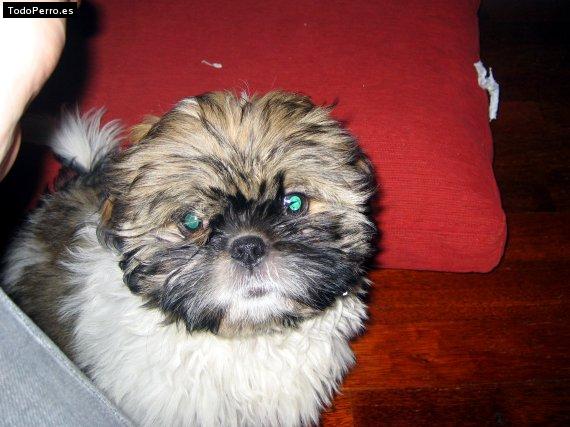 Foto del perro Merlin 