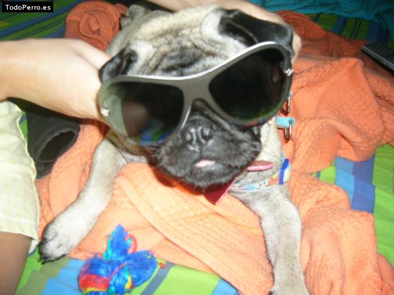 La foto del perro