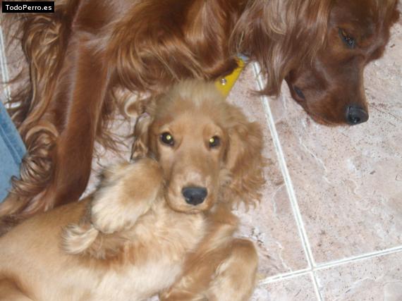 La foto del perro