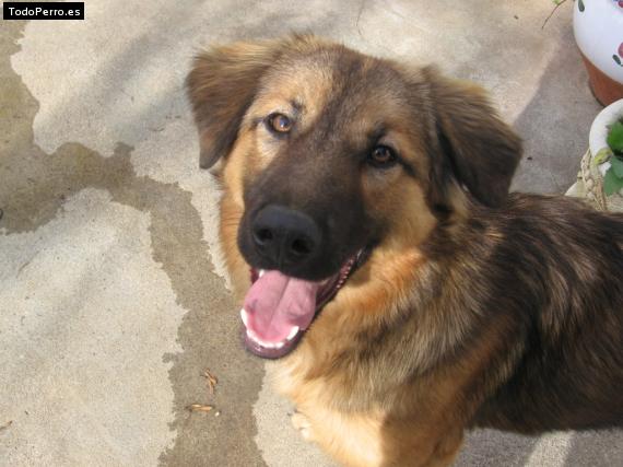 Foto del perro Toska