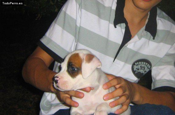 Foto del perro Bethoven