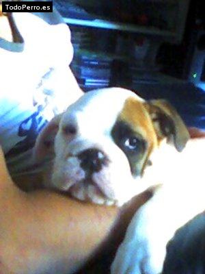Foto del perro Bull