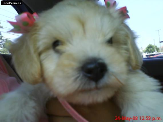 Foto del perro Bella