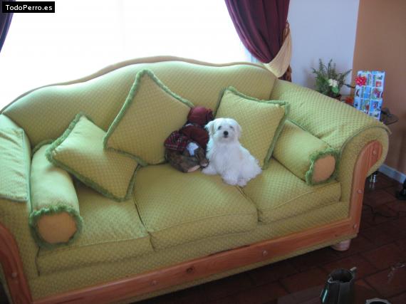 La foto del perro