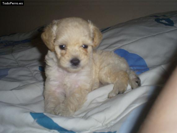 Foto del perro Honey