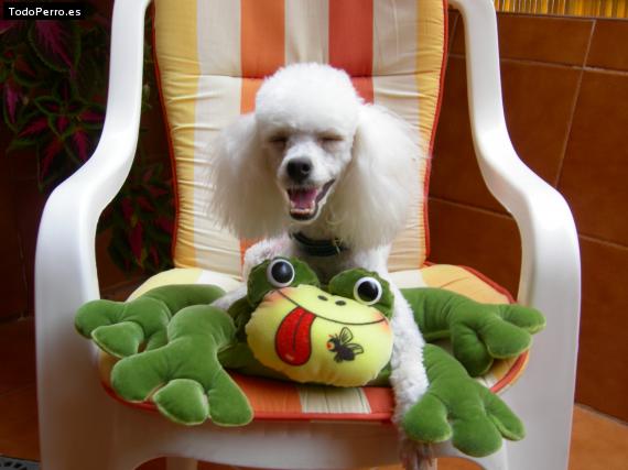 La foto del perro