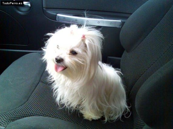 Foto del perro Elektra