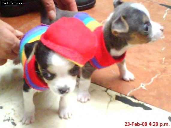 Foto del perro Bull