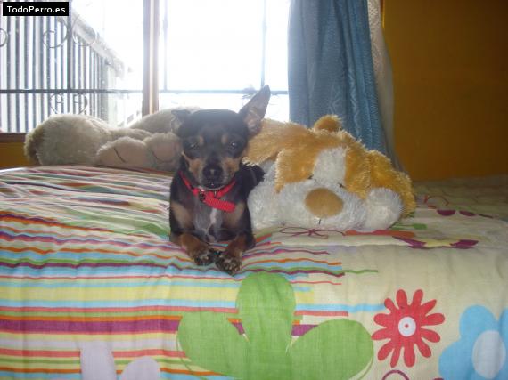 Foto del perro Blacky