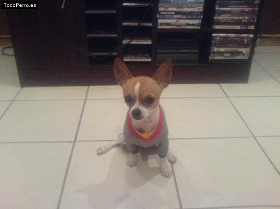 La foto del perro