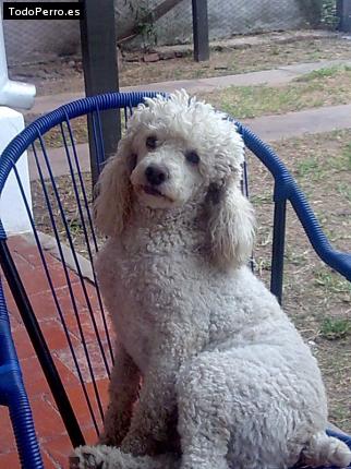 Foto del perro Junior