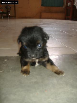 Foto del perro Cual