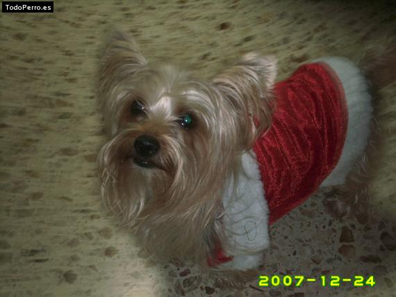 La foto del perro Kisi Foto del perro Kisi