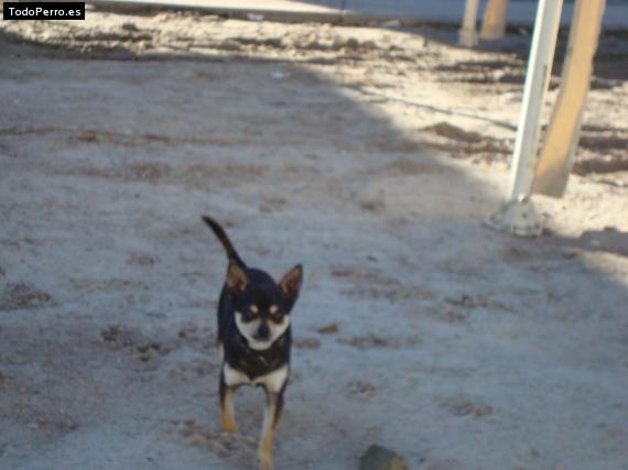 Foto del perro Cuco