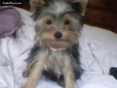 La foto del perro Lupita Foto del perro Lupita