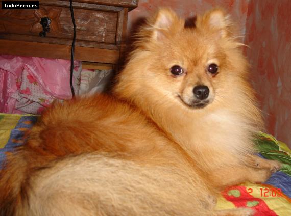 Foto del perro Richie