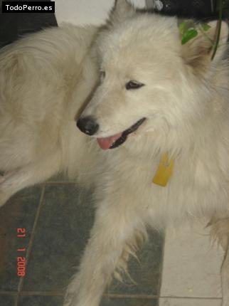 La foto del perro Gina Foto del perro Gina