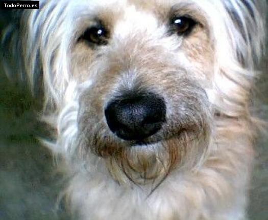 Foto del perro Ricci