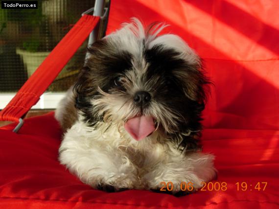 Foto del perro Cooper