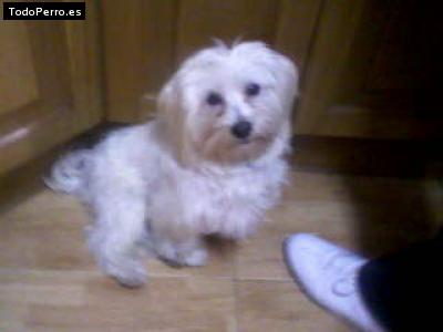 Foto del perro Codi