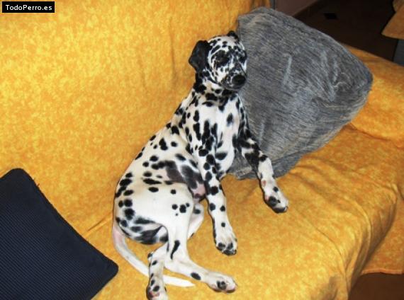 Foto del perro Joey