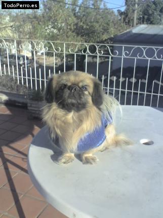 Foto del perro Jonie