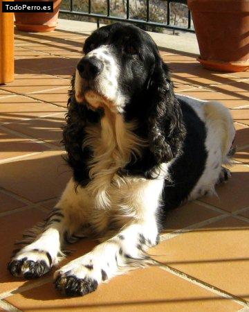 Foto del perro Sucre