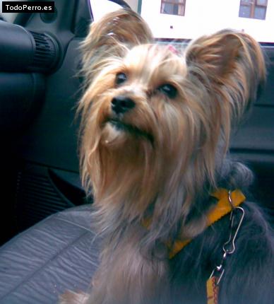 La foto del perro Hercules of edlitz house Foto del perro Hercules of edlitz house