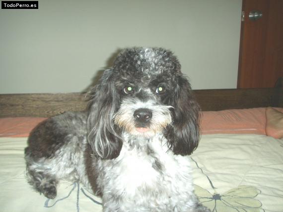 Foto del perro Nikki