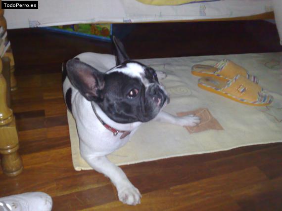 La foto del perro