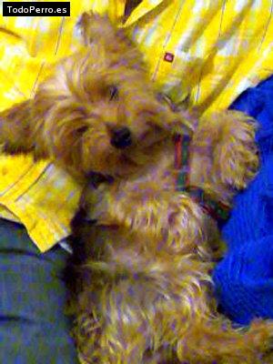 La foto del perro Pinky Foto del perro Pinky