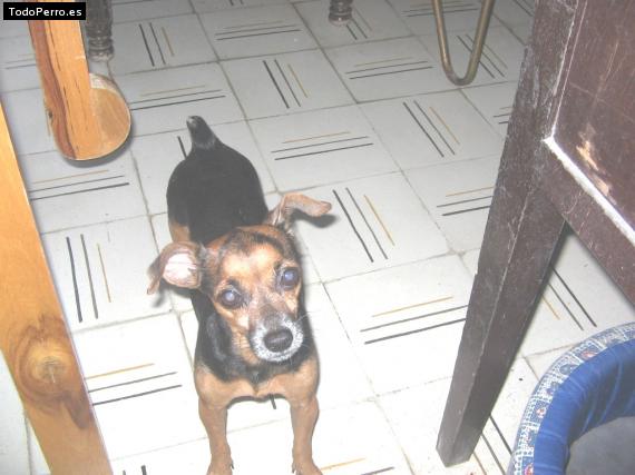 Foto del perro Randy