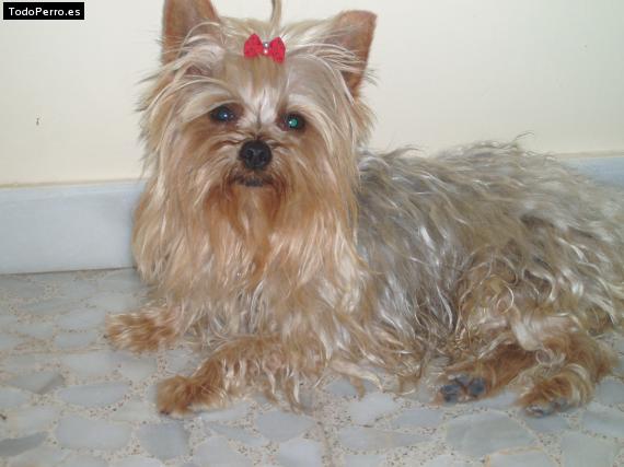 La foto del perro Laika Foto del perro Laika