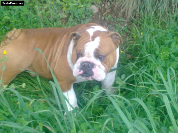 Foto del perro Tayson
