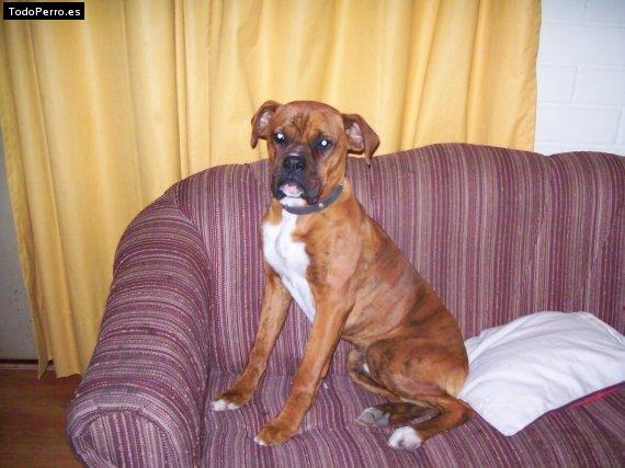 Foto del perro Tommy