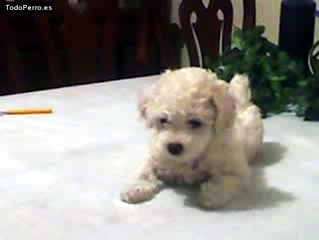 Foto del perro Nubecita