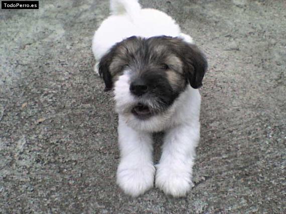 Foto del perro Cosita