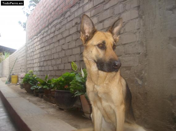 La foto del perro Miluzka Foto del perro Miluzka