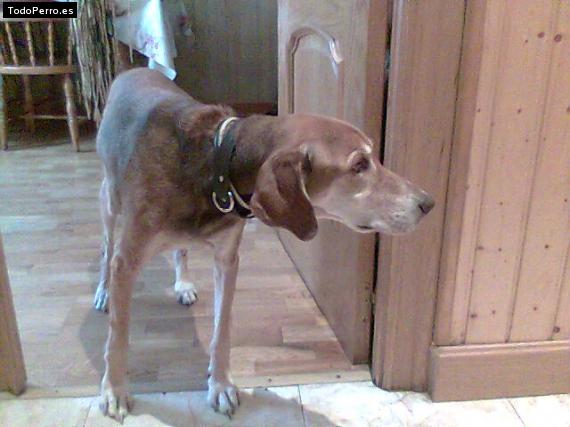 Foto del perro Cobi