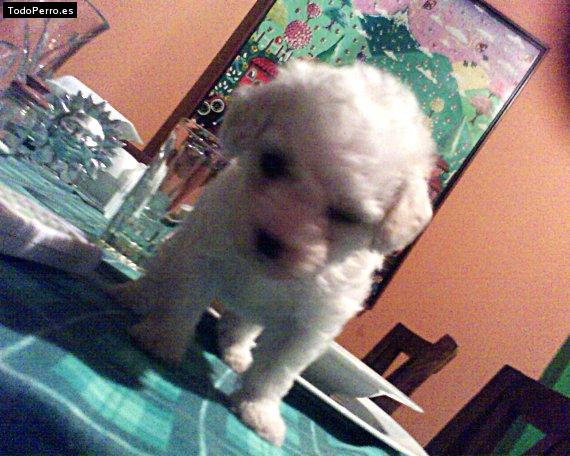 Foto del perro Shany