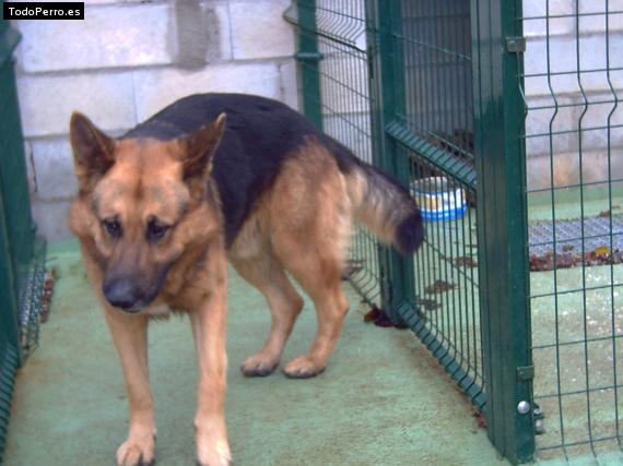 La foto del perro Rex Foto del perro Rex