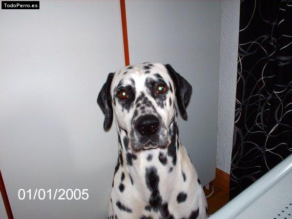 Foto del perro Simba