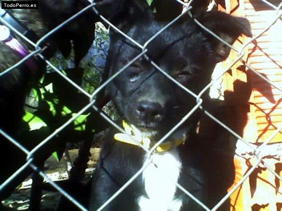 La foto del perro Gota Foto del perro Gota