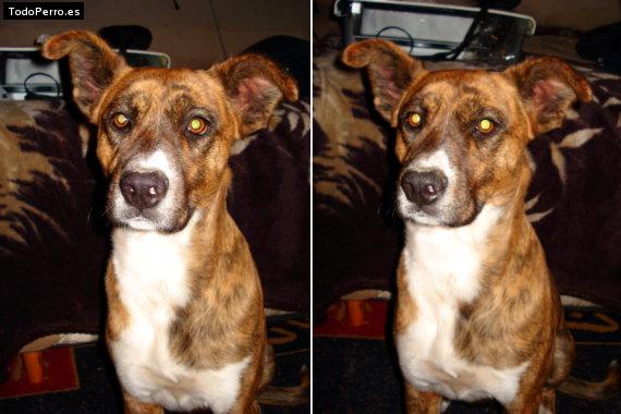 La foto del perro