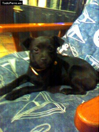 Foto del perro Hulla