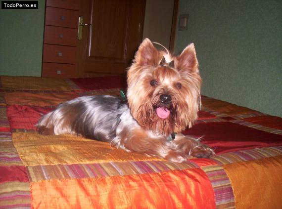 La foto del perro Roy Foto del perro Roy