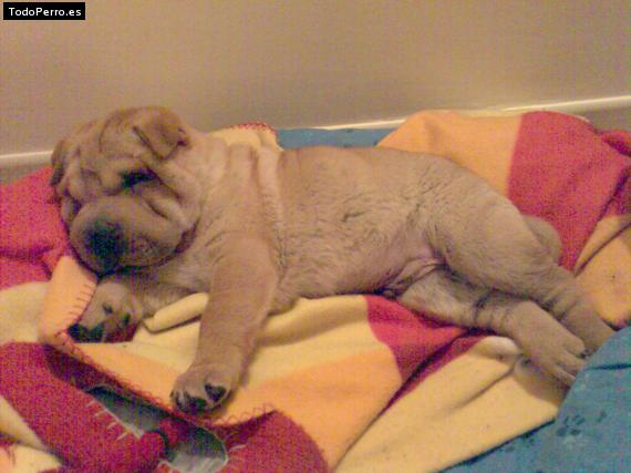 Foto del perro Nagi