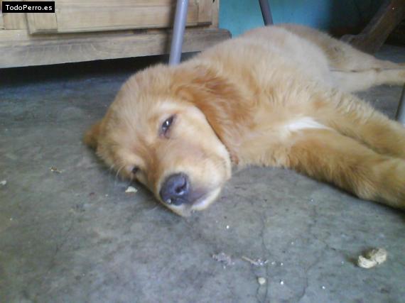 Foto del perro Odin